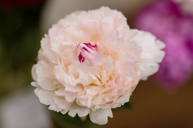 Hassas şakayık çiçekli, şenlikli arka plan, pastel ve yumuşak buket çiçekli kart