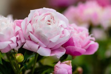 Hassas pembe şakayık çiçekleri şenlikli arka plan, pastel ve yumuşak buket çiçekli kart