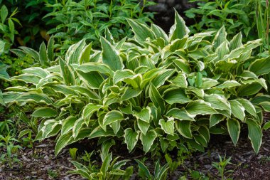Hosta (lat. Hosta) bahçede. Hosta - Yeşiller familyasının uzun ömürlü bitki cinsi. Güzel yeşil yapraklar süs bitkisi hosta.