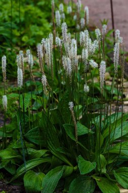 Bitki süslemesi tam çiçeklenme halindeyken yapraklar iyi bir doğal ilaç sağlar. Bahçedeki şifalı bitkiler