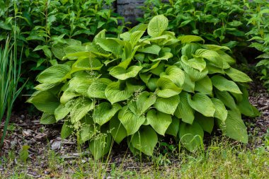 Hosta (lat. Hosta) bahçede. Hosta - Yeşiller familyasının uzun ömürlü bitki cinsi. Güzel yeşil yapraklar süs bitkisi hosta.