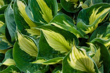 Hosta (lat. Hosta) bahçede. Hosta - Yeşiller familyasının uzun ömürlü bitki cinsi. Güzel yeşil yapraklar süs bitkisi hosta.