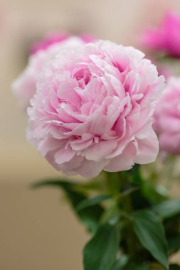 Hassas şakayık çiçekli, şenlikli arka plan, pastel ve yumuşak buket çiçekli kart