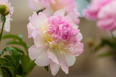 Hassas şakayık çiçekli, şenlikli arka plan, pastel ve yumuşak buket çiçekli kart