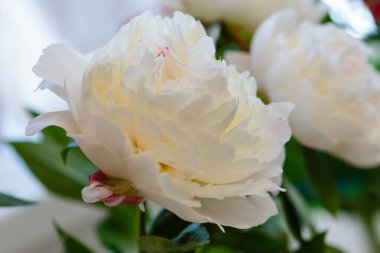 Hassas şakayık çiçekleri şenlikli arka plan, pastel ve yumuşak buket çiçekli kart