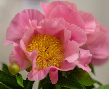 Hassas şakayık çiçekli, şenlikli arka plan, pastel ve yumuşak buket çiçekli kart