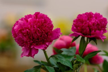 Hassas şakayık çiçekleri şenlikli arka plan, pastel ve yumuşak buket çiçekli kart