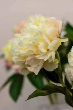 Hassas şakayık çiçekleri, yakın plan