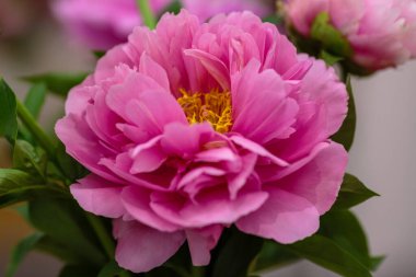 Hassas şakayık çiçekli, şenlikli arka plan, pastel ve yumuşak buket çiçekli kart