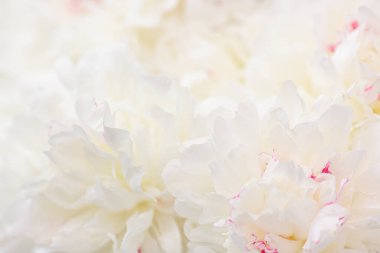 Hassas şakayık çiçekleri şenlikli arka plan, pastel ve yumuşak buket çiçekli kart