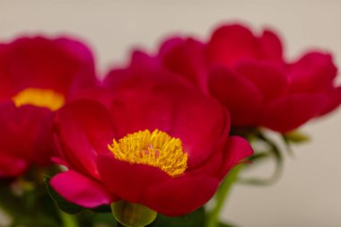 Hassas şakayık çiçekleri şenlikli arka plan, pastel ve yumuşak buket çiçekli kart