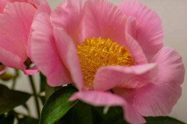 Hassas şakayık çiçekli, şenlikli arka plan, pastel ve yumuşak buket çiçekli kart