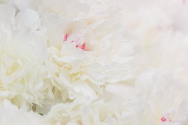 Hassas şakayık çiçekleri şenlikli arka plan, pastel ve yumuşak buket çiçekli kart