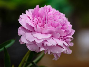 Hassas şakayık çiçekli, şenlikli arka plan, pastel ve yumuşak buket çiçekli kart