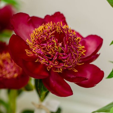 Hassas şakayık çiçekleri, yakın plan