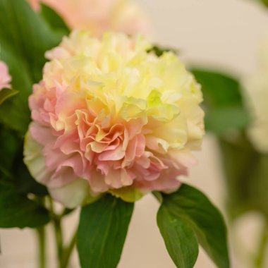 Hassas şakayık çiçekleri, yakın plan