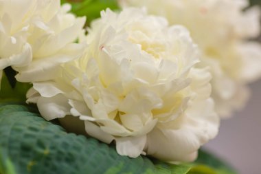 Hassas şakayık çiçekleri şenlikli arka plan, pastel ve yumuşak buket çiçekli kart