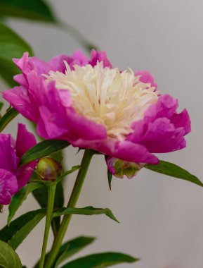 Hassas şakayık çiçekleri şenlikli arka plan, pastel ve yumuşak buket çiçekli kart