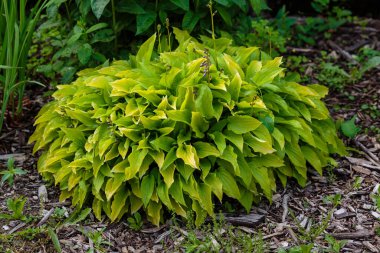 Hosta (lat. Hosta) bahçede. Hosta - Yeşiller familyasının uzun ömürlü bitki cinsi. Güzel yeşil yapraklar süs bitkisi hosta.