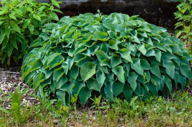 Hosta (lat. Hosta) bahçede. Hosta - Yeşiller familyasının uzun ömürlü bitki cinsi. Güzel yeşil yapraklar süs bitkisi hosta.