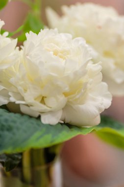 Hassas şakayık çiçekleri şenlikli arka plan, pastel ve yumuşak buket çiçekli kart