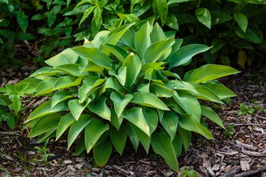 Hosta (lat. Hosta) bahçede. Hosta - Yeşiller familyasının uzun ömürlü bitki cinsi. Güzel yeşil yapraklar süs bitkisi hosta.