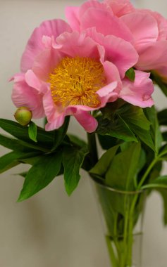 Hassas şakayık çiçekleri şenlikli arka plan, pastel ve yumuşak buket çiçekli kart