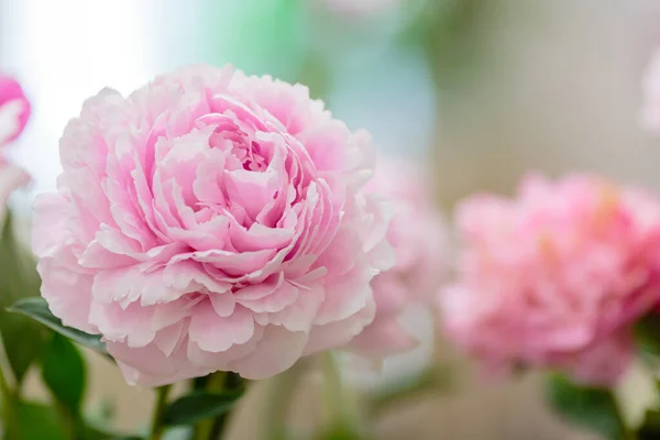 Delicate Pioenroos Bloeiende Bloem Feestelijke Achtergrond Pastel Zacht Boeket Bloemenkaart — Stockfoto