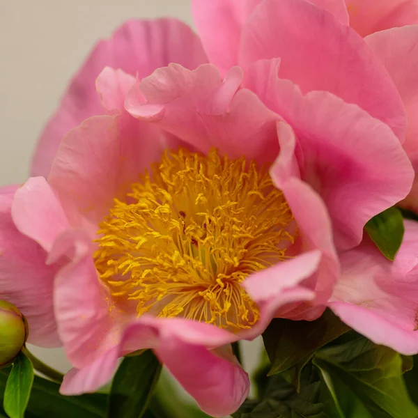 Zarte Pfingstrose Blühende Blume Festlichen Hintergrund Pastell Und Weiches Bouquet — Stockfoto