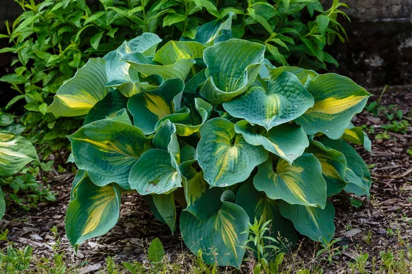 Hosta Lat Hosta Kertben Hosta Nemzetség Évelő Lágyszárú Növények Család — Stock Fotó