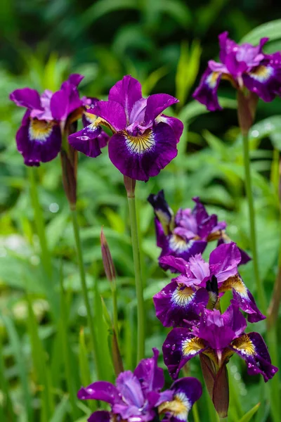 Berjenggot Ungu Iris Taman — Stok Foto