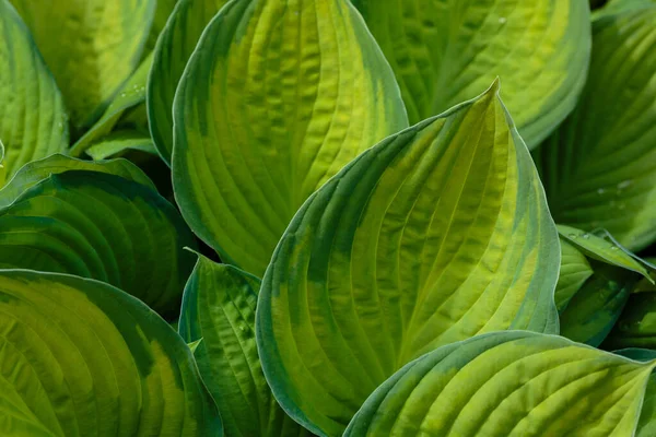 Χόστα Λάτ Hosta Στον Κήπο Hosta Γένος Από Πολυετή Ποώδη — Φωτογραφία Αρχείου