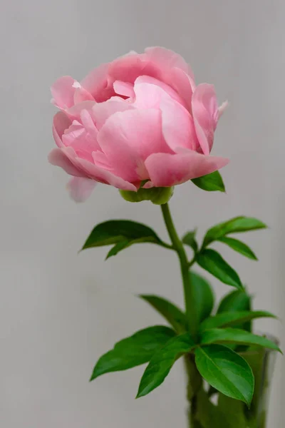 Zarte Pfingstrose Blühende Blume Nahaufnahme — Stockfoto