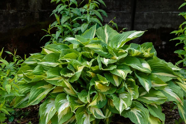 Hosta Lat Hosta Jardín Hosta Género Plantas Herbáceas Perennes Familia — Foto de Stock