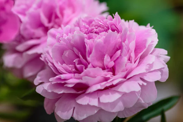 Delicadas Flores Peônia Rosa Florescendo Fundo Festivo Pastel Cartão Floral — Fotografia de Stock