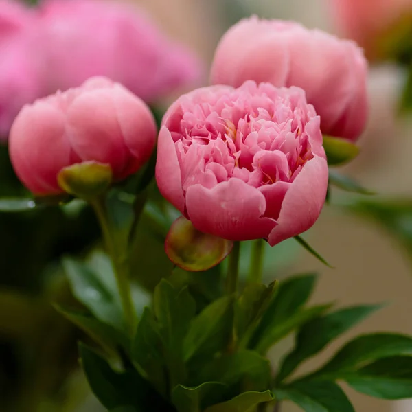 Delicate Pioenroos Bloeiende Bloemen Feestelijke Achtergrond Pastel Zacht Boeket Bloemenkaart — Stockfoto