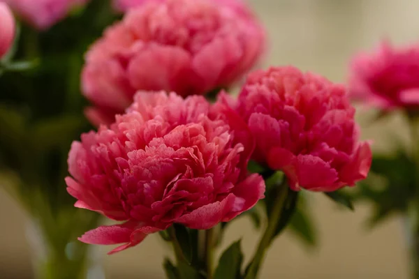 Delicate Pioenroos Bloeiende Bloemen Feestelijke Achtergrond Pastel Zacht Boeket Bloemenkaart — Stockfoto