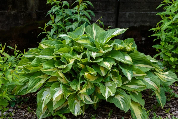 Hosta Lat Hosta Kertben Hosta Nemzetség Évelő Lágyszárú Növények Család — Stock Fotó