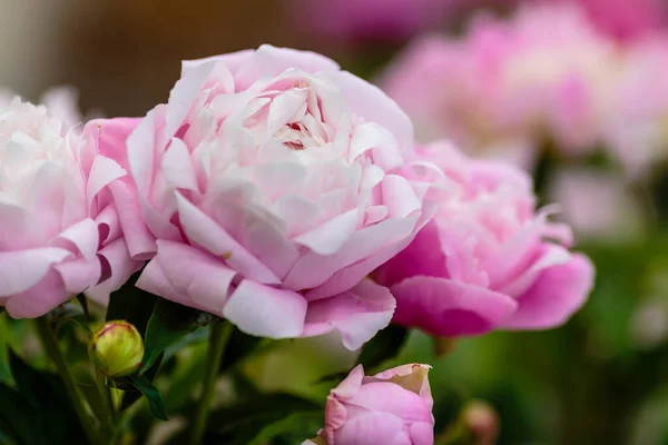 Delicate Roze Pioenroos Bloeiende Bloemen Feestelijke Achtergrond Pastel Zacht Boeket — Stockfoto