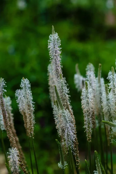 Plantago Lanceolata Full Blom Bladen Ger Bra Naturmedicin Medicinska Växter — Stockfoto