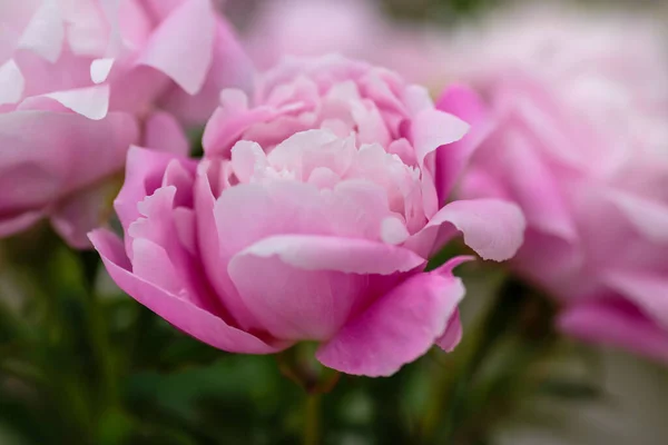 Délicate Pivoine Rose Fleurs Floraison Fond Festif Pastel Doux Bouquet — Photo
