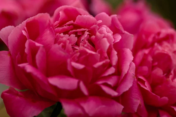 Delicada Peonía Flores Florecientes Fondo Festivo Pastel Suave Ramo Tarjeta — Foto de Stock