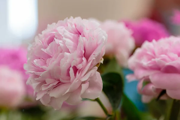 Delicate Pioenroos Bloeiende Bloem Feestelijke Achtergrond Pastel Zacht Boeket Bloemenkaart — Stockfoto