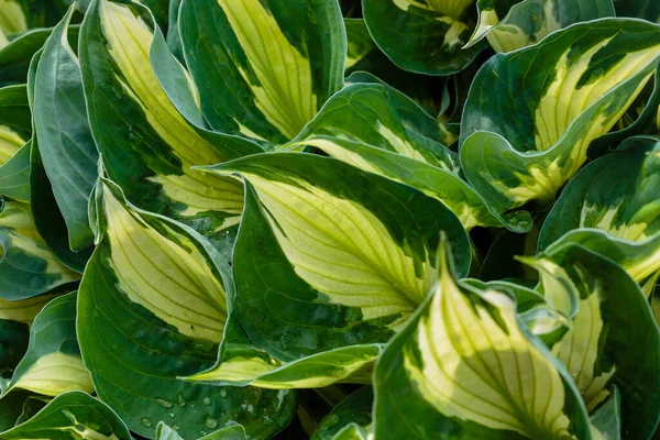 Hosta Lat Hosta Bahçede Hosta Yeşiller Familyasının Uzun Ömürlü Bitki — Stok fotoğraf