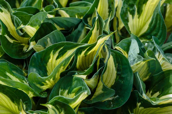 Χόστα Λάτ Hosta Στον Κήπο Hosta Γένος Από Πολυετή Ποώδη — Φωτογραφία Αρχείου