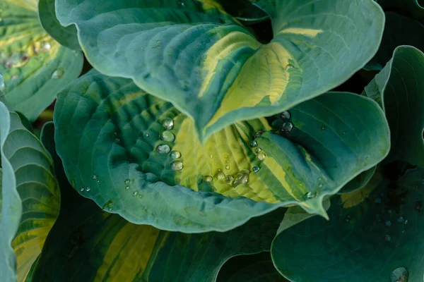 Χόστα Λάτ Hosta Στον Κήπο Hosta Γένος Από Πολυετή Ποώδη — Φωτογραφία Αρχείου