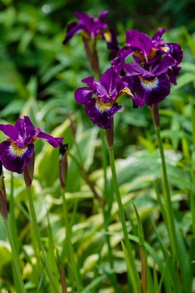 Purple Bearded Irises Garden — Stock Photo, Image