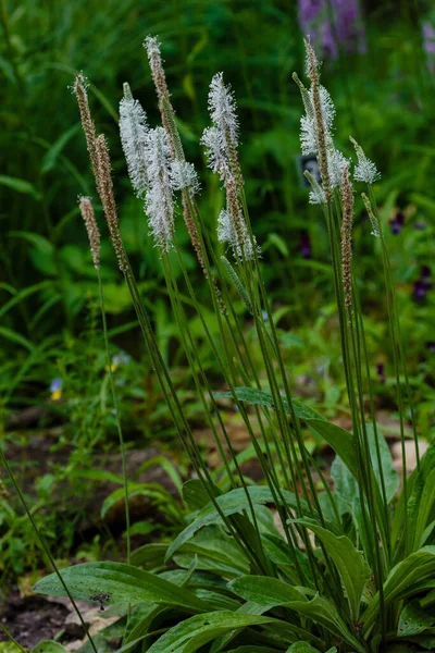 Plantago Lanceolata Полном Расцвете Листья Дают Хорошую Натуральную Медицину Лекарственные — стоковое фото