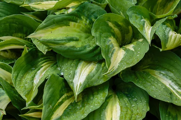 Hosta Lat Hosta Kertben Hosta Nemzetség Évelő Lágyszárú Növények Család — Stock Fotó