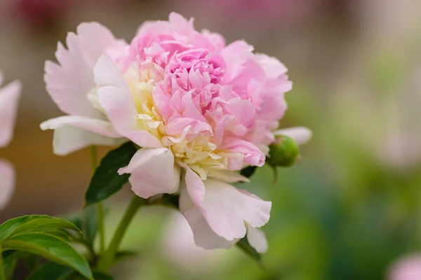 Peônia Delicada Flor Fundo Festivo Pastel Cartão Floral Bouquet Macio — Fotografia de Stock